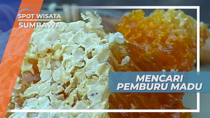 Pemburu Madu Bumi Sumbawa