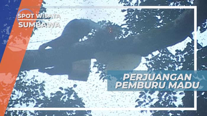 Perjuangan Pemburu Madu Alam Memanjat Pohon Setinggi 40 Meter di Sumbawa