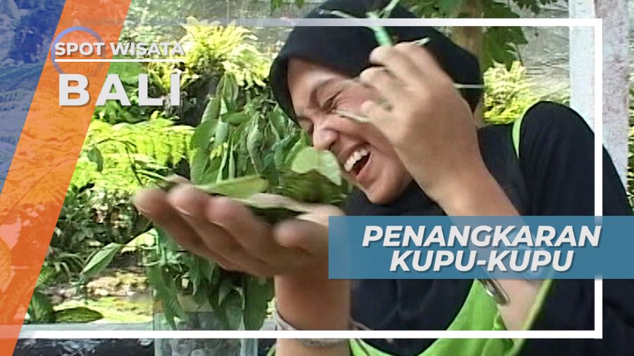 Penangkaran Kupu-kupu Tabanan, Melihat Bali Melalui Keindahan Koleksi Serangga