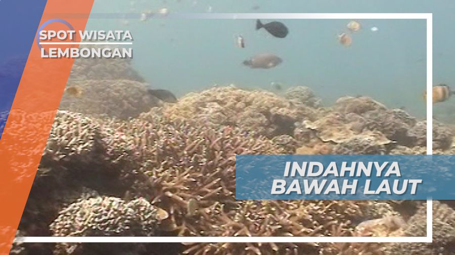 Keanekaragaman Keindahan Biota Laut Nusa Lembongan