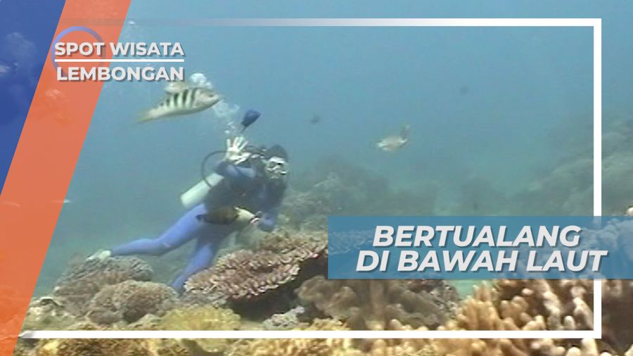Bertualang di Bawah Laut Lembongan Bali