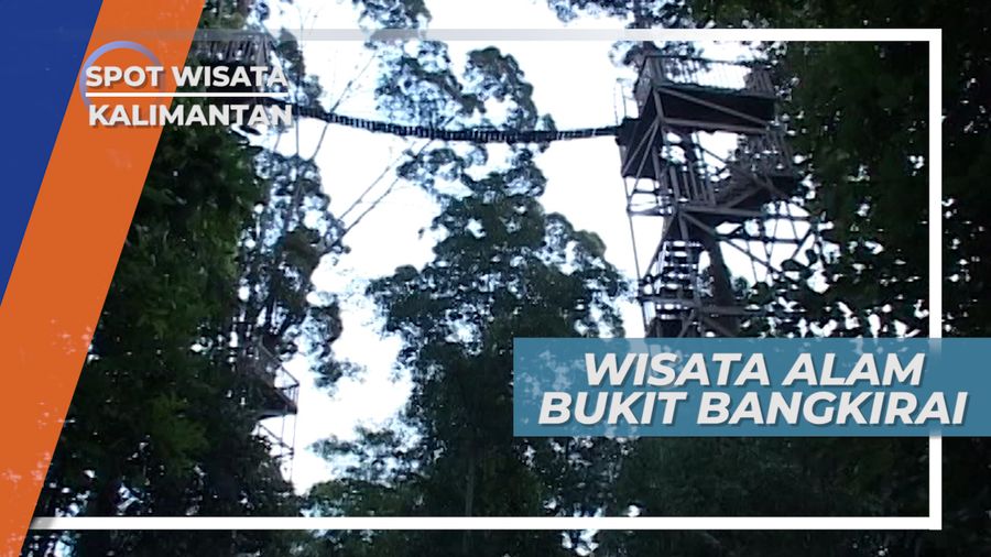 Bukit Bangkirai, Wisata Alam Hutan Tropis Di Belantara Kalimantan Timur