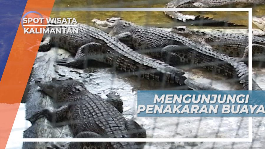 Penangkaran Buaya Kalimantan Timur