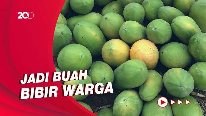 Kegigihan Pembudidaya Pepaya Polman yang Kini Sukses Saat Pandemi Corona
