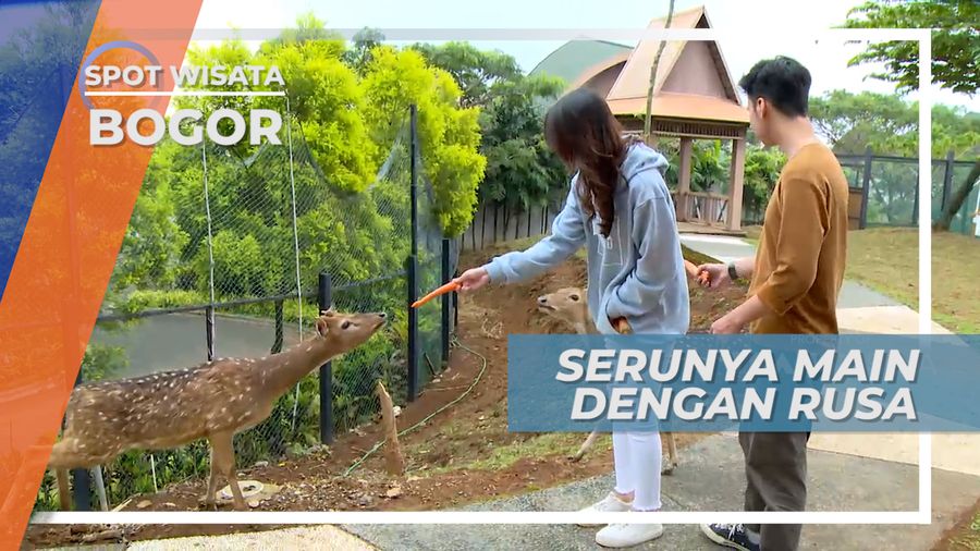 Bertemu Rusa dan Memberinya Wolter di Taman Rusa Bogor