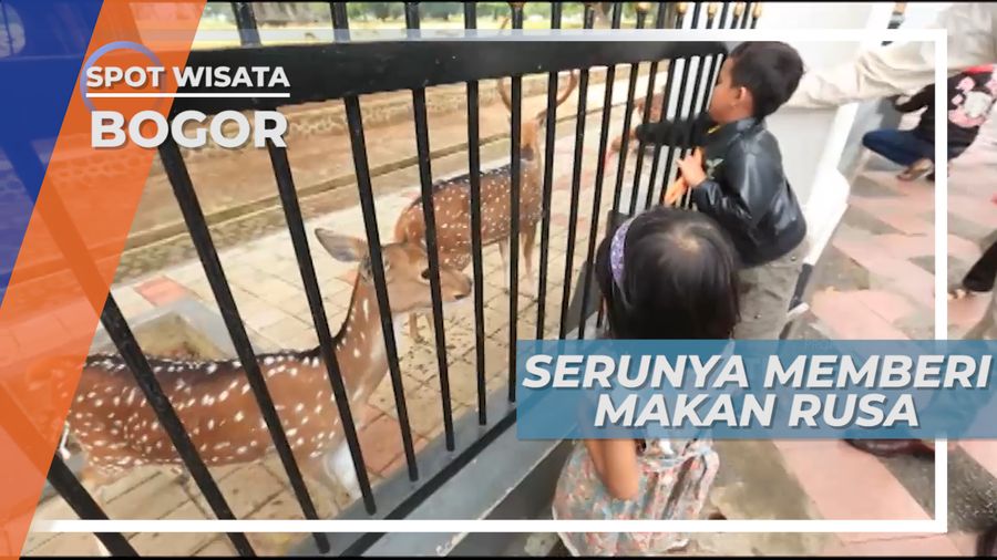 Senangnya Bertemu Rusa Istana Bogor, Walau dari Balik Pagar