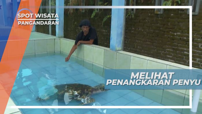 Kisah Penyelamatan Kelestarian Penyu Laut Selatan di Batu Hiu Pangandaran