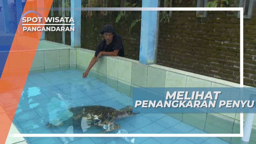 Kisah Penyelamatan Kelestarian Penyu Laut Selatan di Batu Hiu Pangandaran