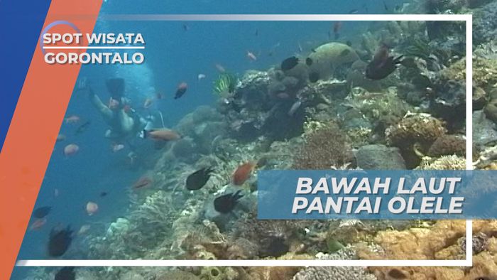 Indahnya Terumbu Karang Bawah Laut di Lepas Pantai Olele Gorontalo