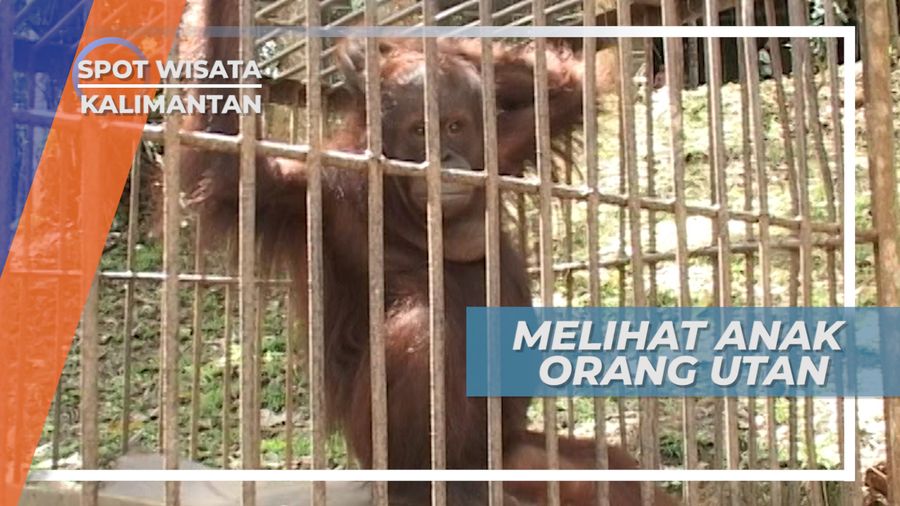 Anak Orang Utan Di Dalam Kandang Taman Satwa Samarinda