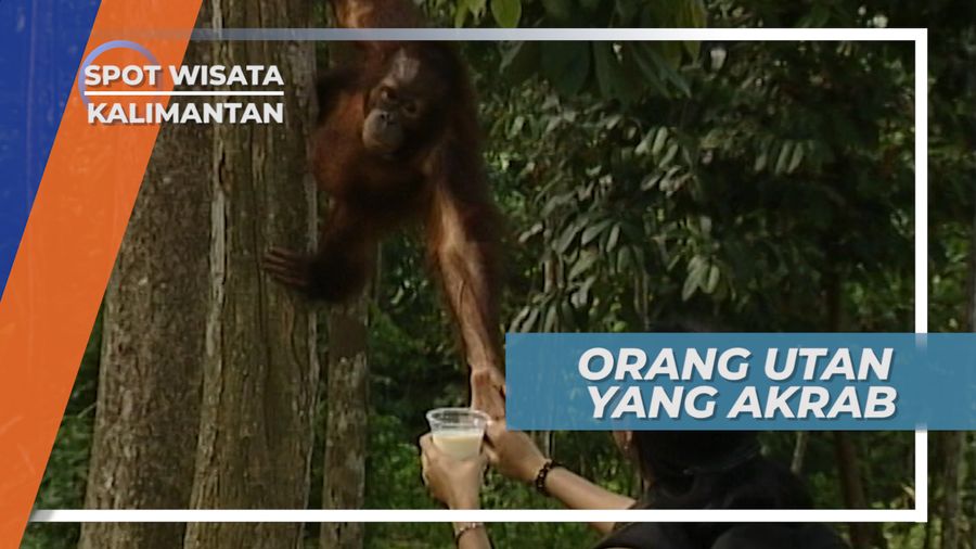 Manjanya Orang Utan Pada Pawang Kesayangan di Samarinda Kalimantan Timur