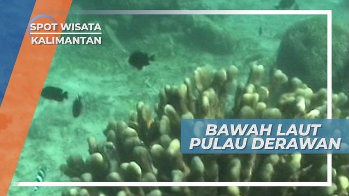 Pesona Bawah Laut Kepulauan Derawan yang Indah, Kalimantan