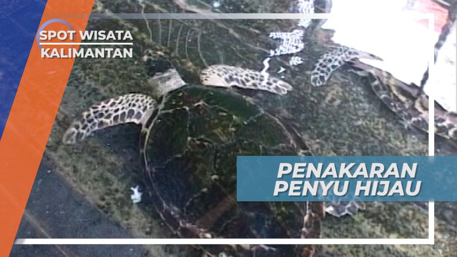 Merawat Penyu Di Tempat Penangkaran, Kalimantan