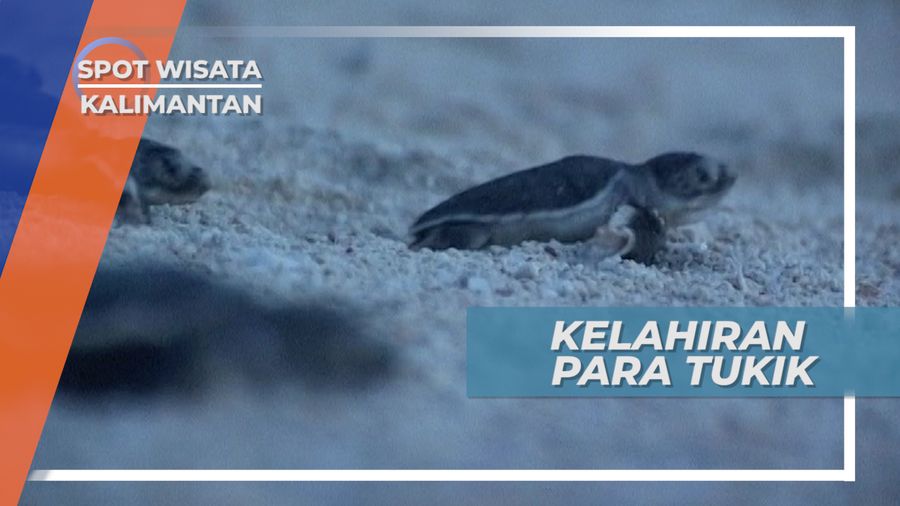 Melepaskan Tukik dari Penangkaran Ke Laut Lepas, Kalimantan