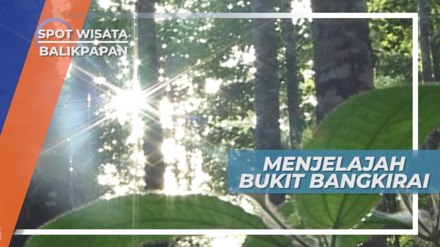 Menjelajah Hutan, Membelah Belantara Alam Bukit Bangkirai Samboja