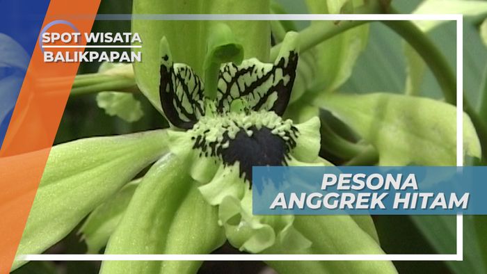 Anggrek Hitam, Tanaman Hias Keindahan Belatara Samboja Kalimantan Timur