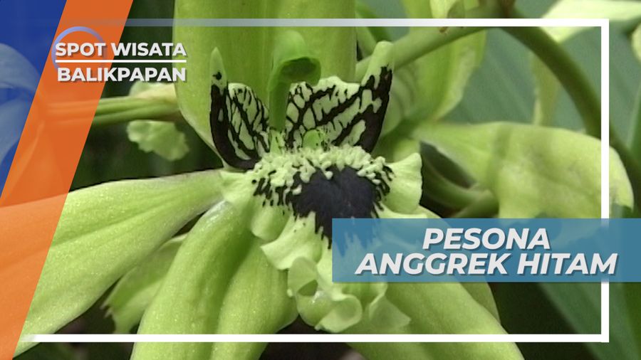 Anggrek Hitam, Tanaman Hias Keindahan Belatara Samboja Kalimantan Timur