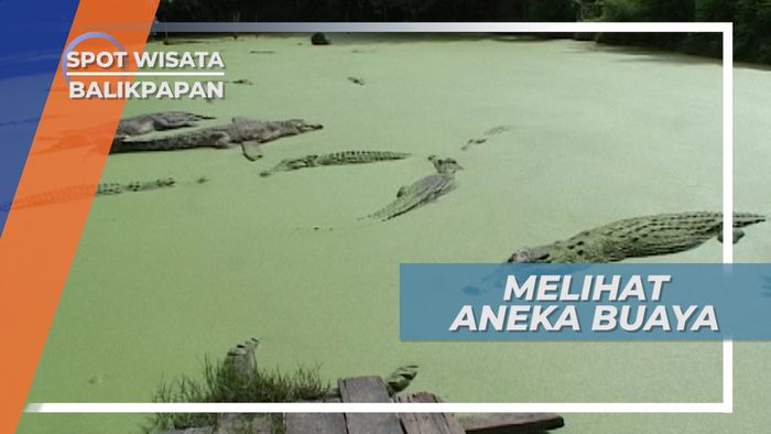 Ribuan Buaya Aneka Jenis Dipelihara di Penangkaran Teritip Balikpapan Timur 