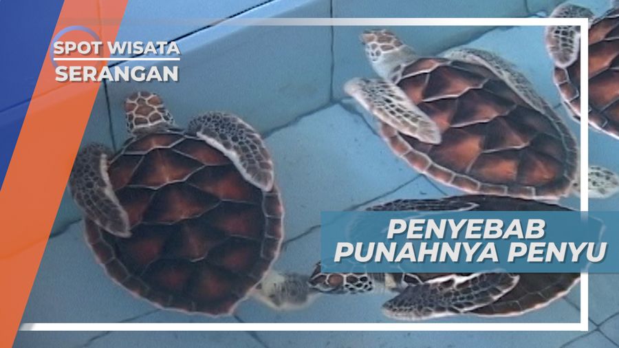 Penyebab Punahnya Penyu Pulau Serangan Bali
