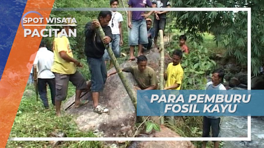 Resiko Bahaya Pemindahan Fosil Kayu, Pacitan