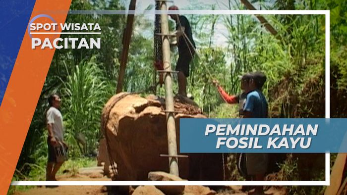 Sulitnya Proses Pemindahan Fosil Kayu, Pacitan