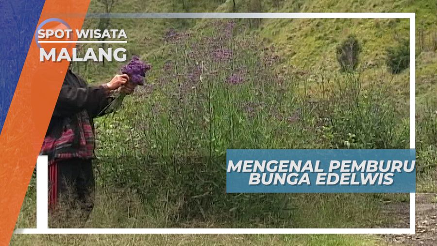 Pemburu Bunga Gunung, Bergulat Keras Memetik si Cantik Abadi Gunung Bromo