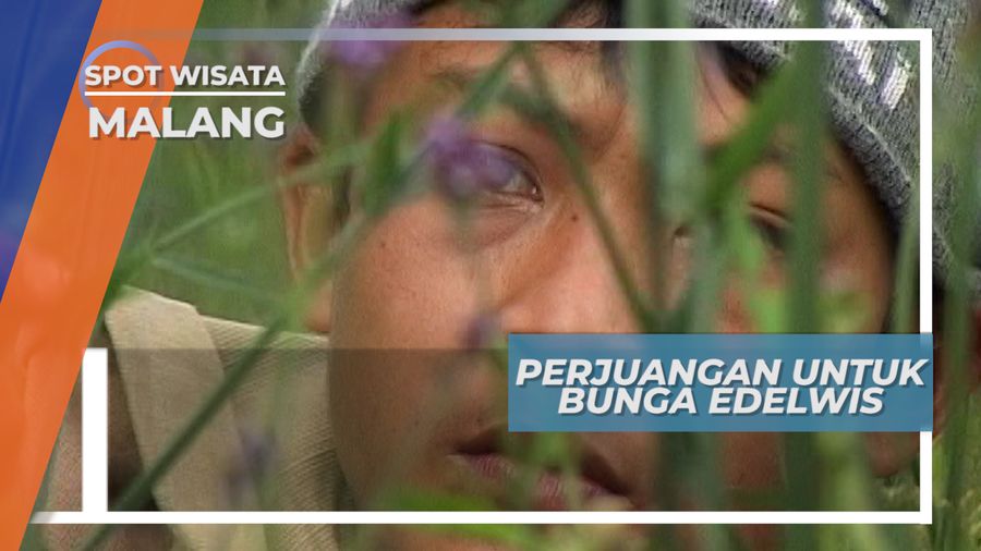 Pemburu Bunga Gunung, Pejuang Sejati Dalam Bingkai Indah Gunung Bromo
