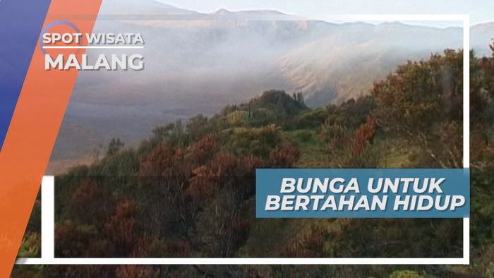 Pemburu Bunga Gunung,  Bertahan Hidup Di Tengah Keindahan Alam Gunung Bromo