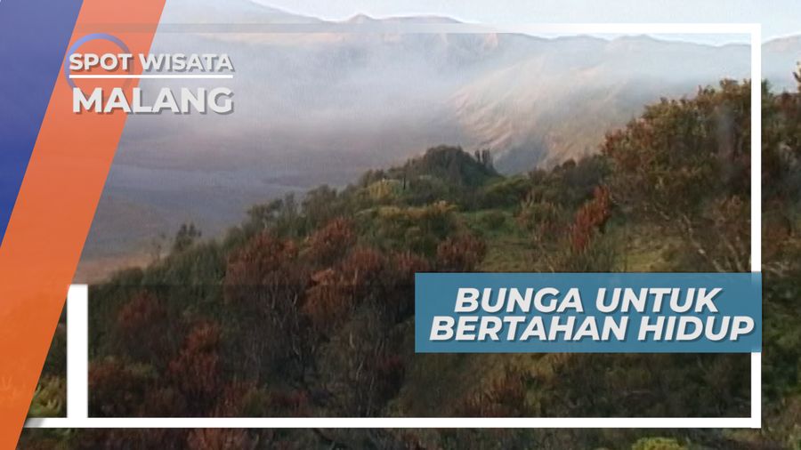 Pemburu Bunga Gunung,  Bertahan Hidup Di Tengah Keindahan Alam Gunung Bromo