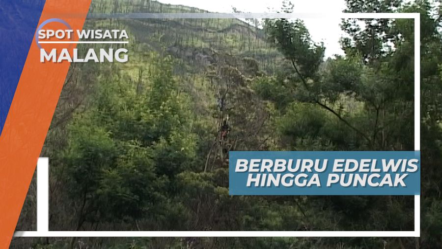 Pemburu Bunga Gunung, Mulai Dari Pucuk Pohon Hingga Puncak Gunung Bromo