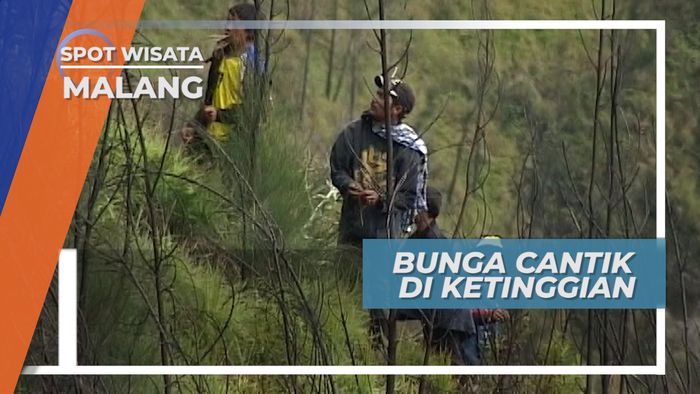 Pemburu Bunga Gunung, Makin Tinggi Tumbuhnya Semakin Indah Rupanya, Gunung Bromo