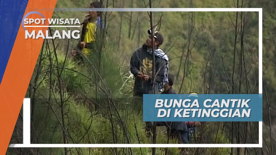 Pemburu Bunga Gunung, Makin Tinggi Tumbuhnya Semakin Indah Rupanya, Gunung Bromo