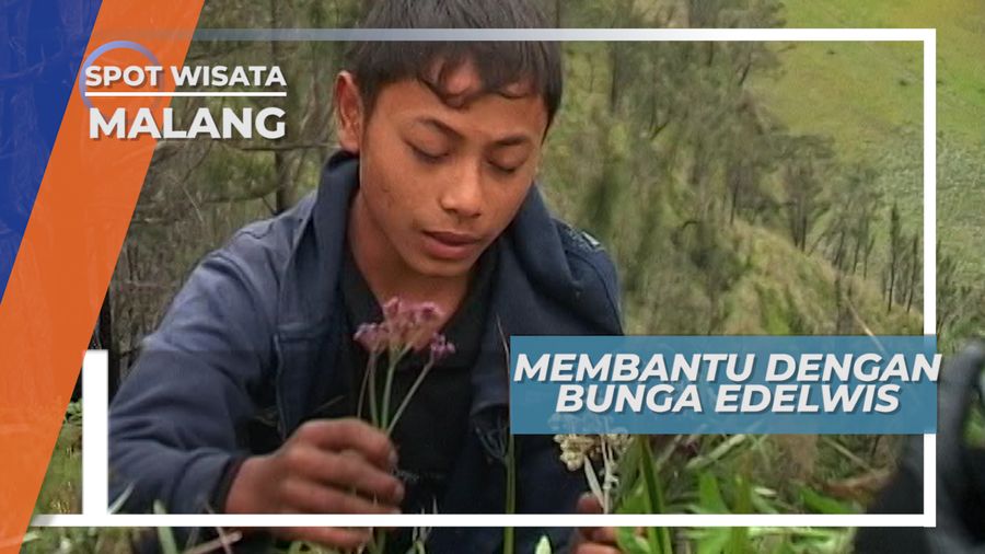 Pemburu Bunga Gunung, Angin Gunung Bromo Yang Kencang Cukup Penyurutkan Hati