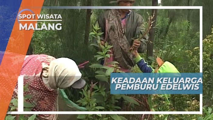 Pemburu Bunga Gunung, Ingin Menjadi Guru Gunung Bromo