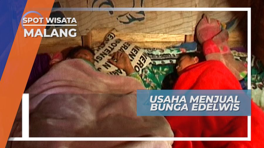 Pemburu Bunga Gunung, Pergi Sendiri Menjual Bunga, Menembus Pagi Dingin Gunung Bromo