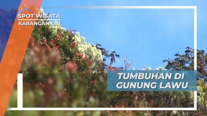 Aneka Tanaman dengan Khasiat di Puncak Gunung Lawu, Karanganyar