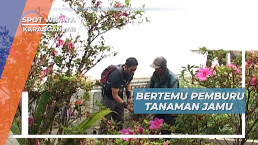 Pemburu Tanaman Jamu, Keseharian Penduduk Lereng Gunung Lawu, Karanganyar