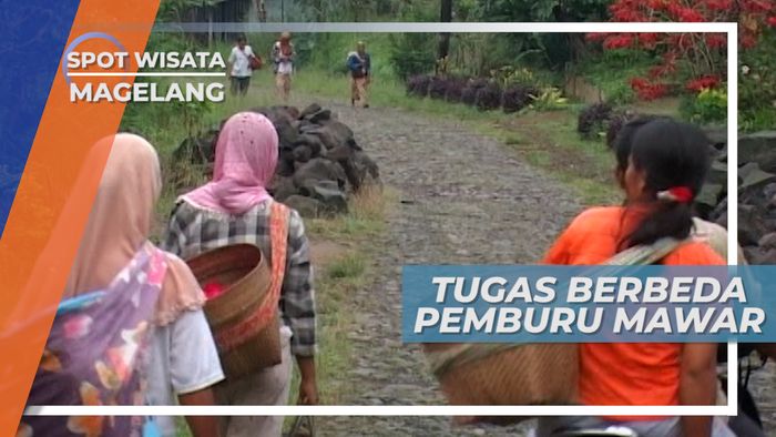 Masing-Masing Mempunyai Tugasnya, Tak Semua Jadi Pemetik Bunga Mawar Magelang