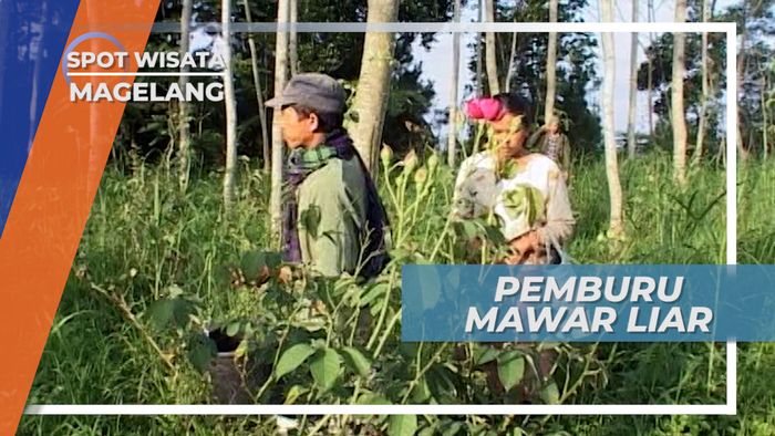 Pemburu Mawar Hutan, Berangkat Saat Yang Masih Tertidur di Magelang