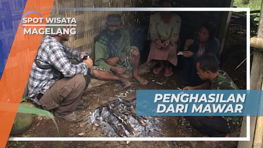 Si Mungil Berkelopak Rapuh Menjadi Peganggan Hidup Pemburu Mawar Hutan Magelang