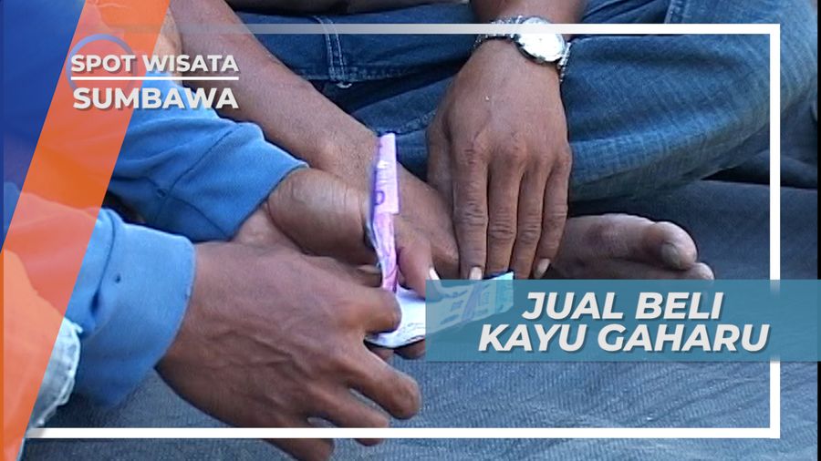 Kayu Gaharu, Jual Rugi Si Kayu Harum Sumbawa
