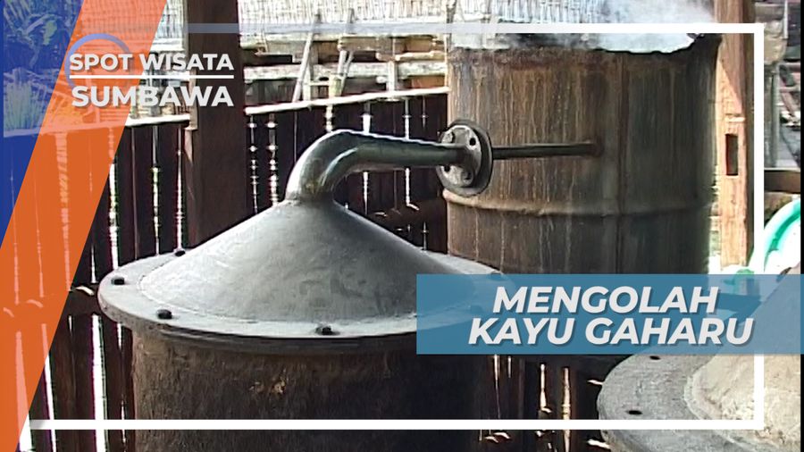 Serbuk Harum Kayu Gaharu Sumbawa Diubah Menjadi Uap Dan Tetes Cair