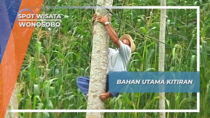 Merubuhkan Pohon Waru, Untuk Membuat Kitiran Wonosobo