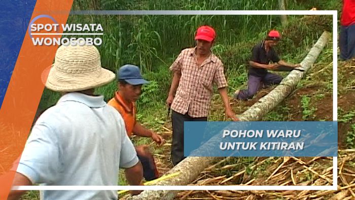 Pohon Waru Yang Berat untuk Kitiran Wonosobo