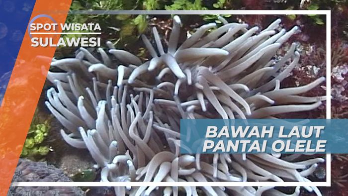 Bawah Laut Teluk Tomini, Mengagumi Keindahan Terumbu Karang Gorontalo Sulawesi