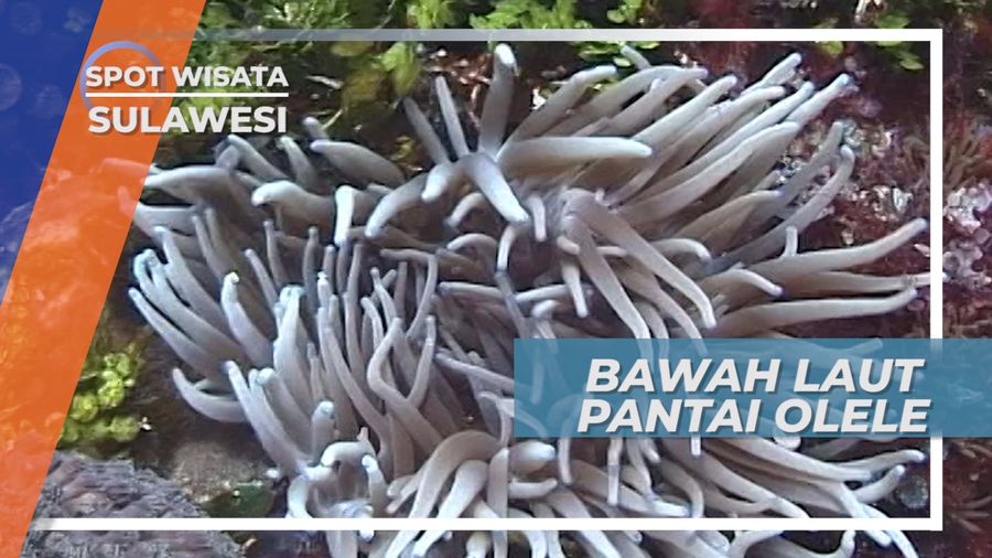 Bawah Laut Teluk Tomini, Mengagumi Keindahan Terumbu Karang Gorontalo Sulawesi