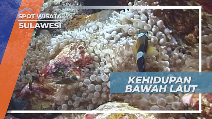 Mengagumi Ragam Kehidupan Bawah Laut Yang Indah di Gorontalo Sulawesi