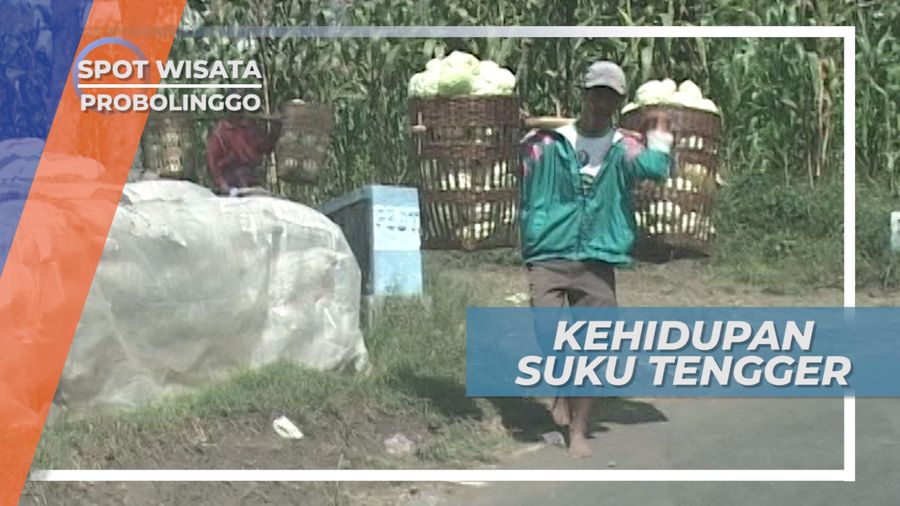 Kehidupan Suku Tengger, Hidup dengan Mengandalkan Hasil Bumi, Probolinggo
