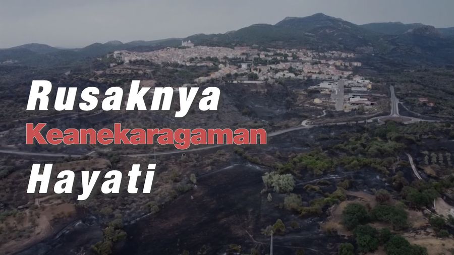 Pulau Sardinia Rusak Parah Akibat Kebakaran Hutan