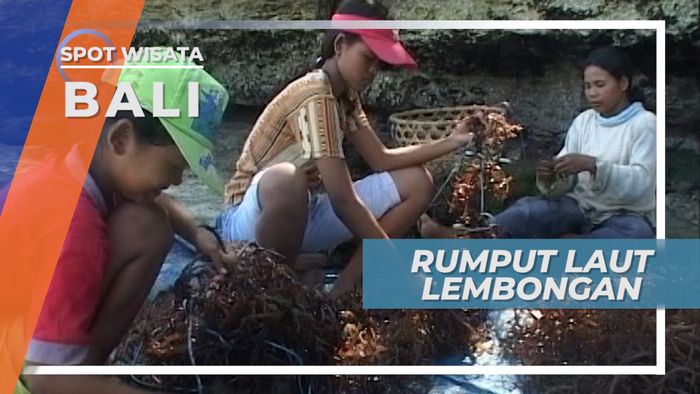 Rumput Laut Nusa Lembongan, Sumber Nafkah Lain Selain Pariwisata Bali